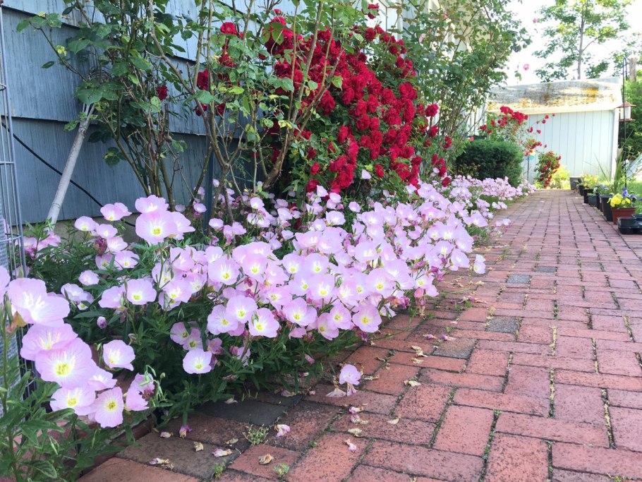 Энотера розовая многолетняя