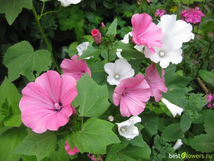 Лаватера тюрингенская