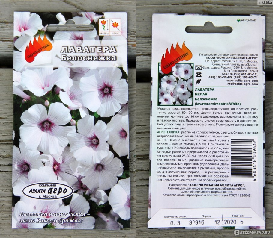 Лаватера чаровница