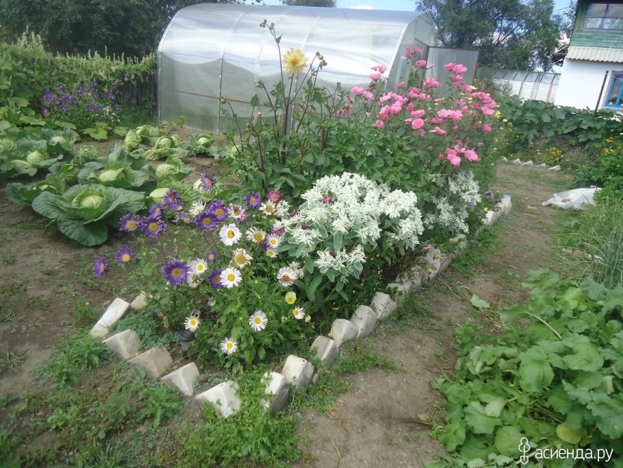 Лаватера хатьма