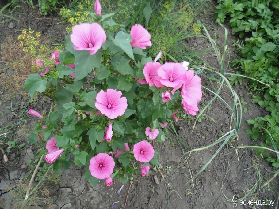 Годеция клумбовая, смесь