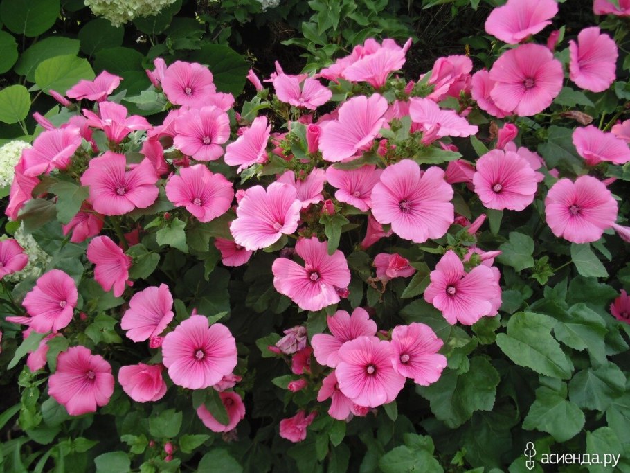 Лаватера и бархатцы на клумбе