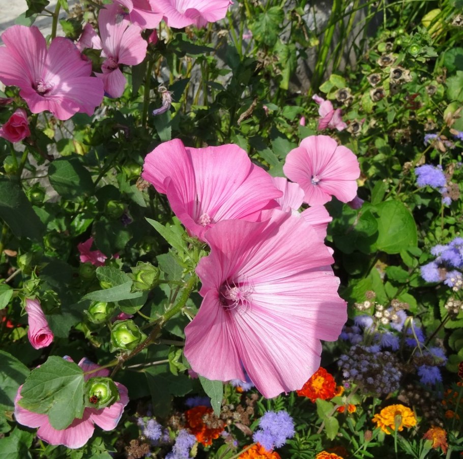 Цветок лаватера хатьма белая