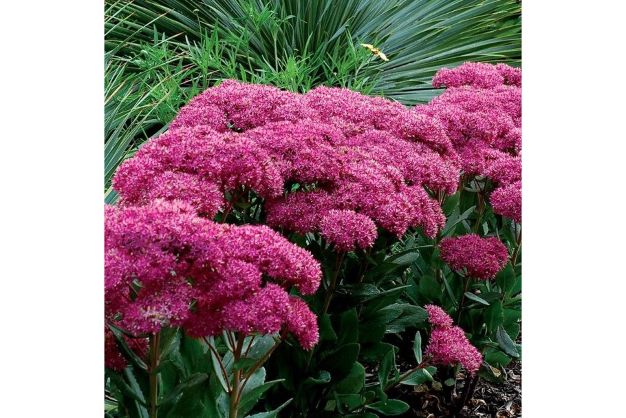 Седум (Очиток) "Mr. Goodbud"