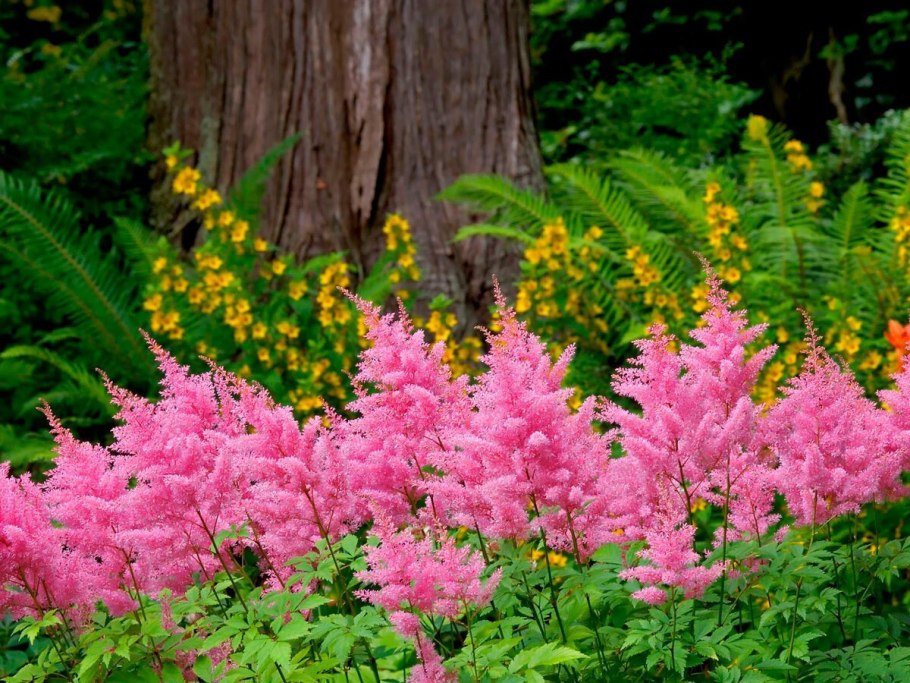 Астильба Арендса Диамант