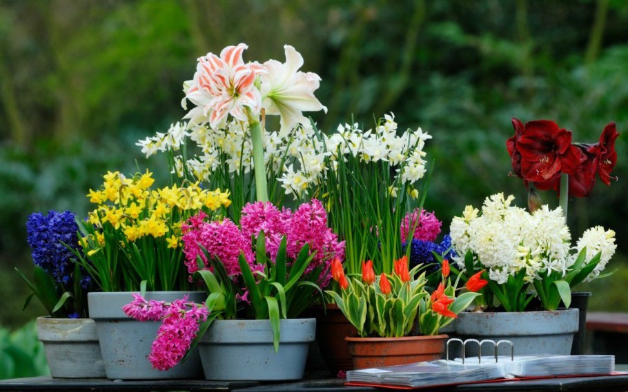 Луковичные цветы многолетники
