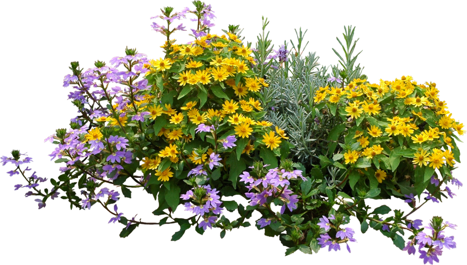 Растения на прозрачном фоне