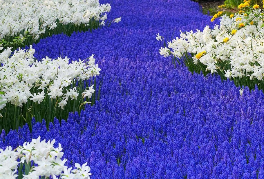 Голландия поля мускари