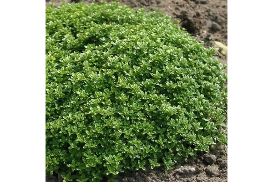 Тимьян лимоннопахнущий (Thymus citriodorus `Mystic Lemone`)