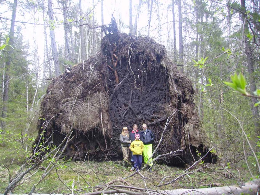 Корни ели