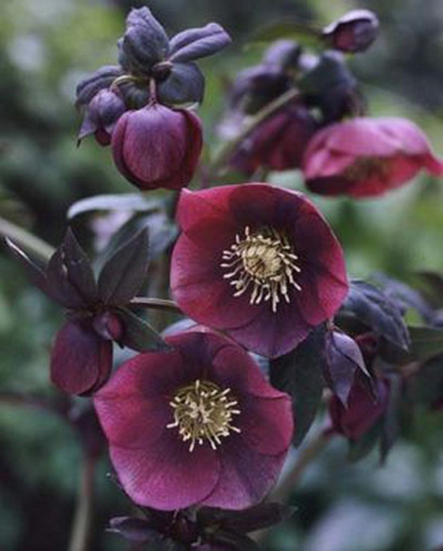 Морозник корень