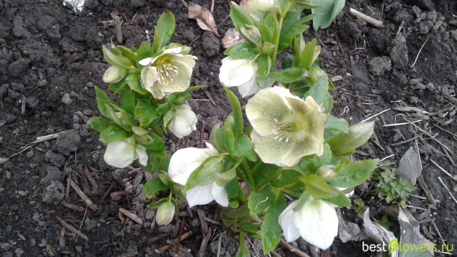 Корневище морозника Кавказского