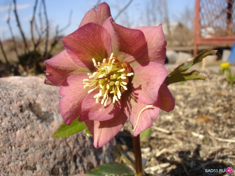 Морозник кавказский молотый корень 50 гр