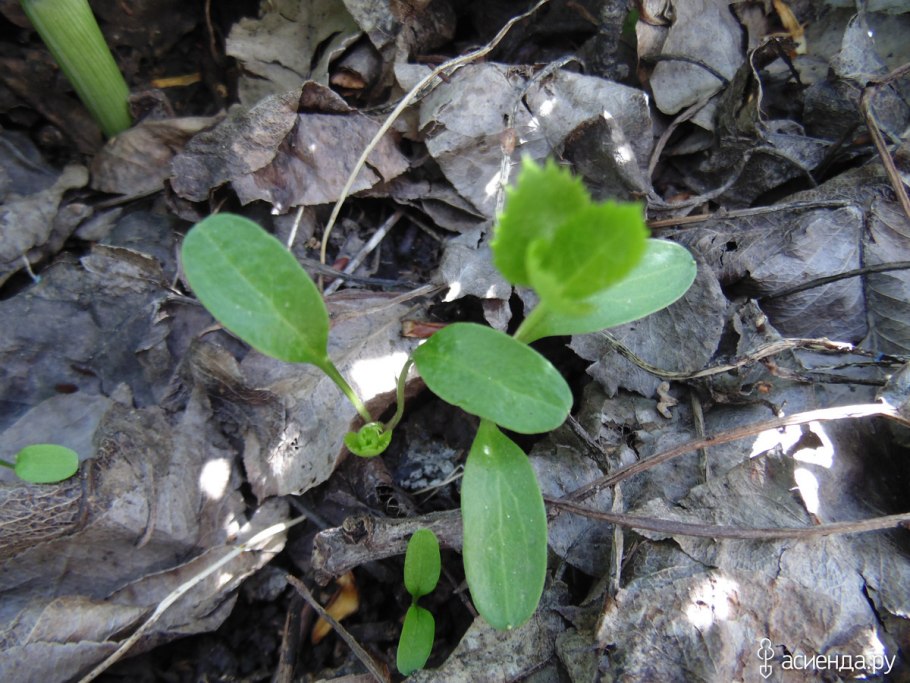 Гаршинка морозник