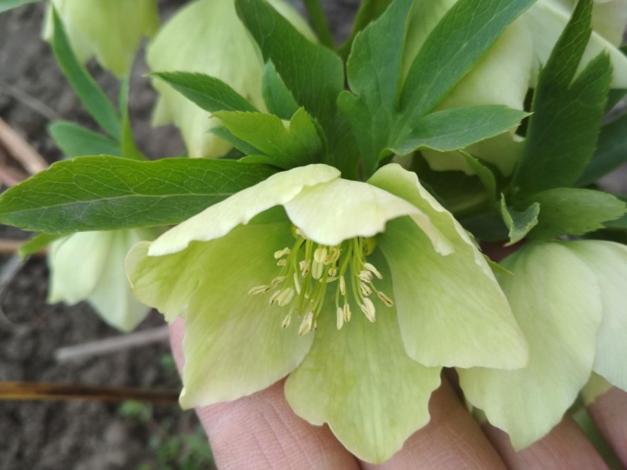 Геллеборус (Helleborus) семена