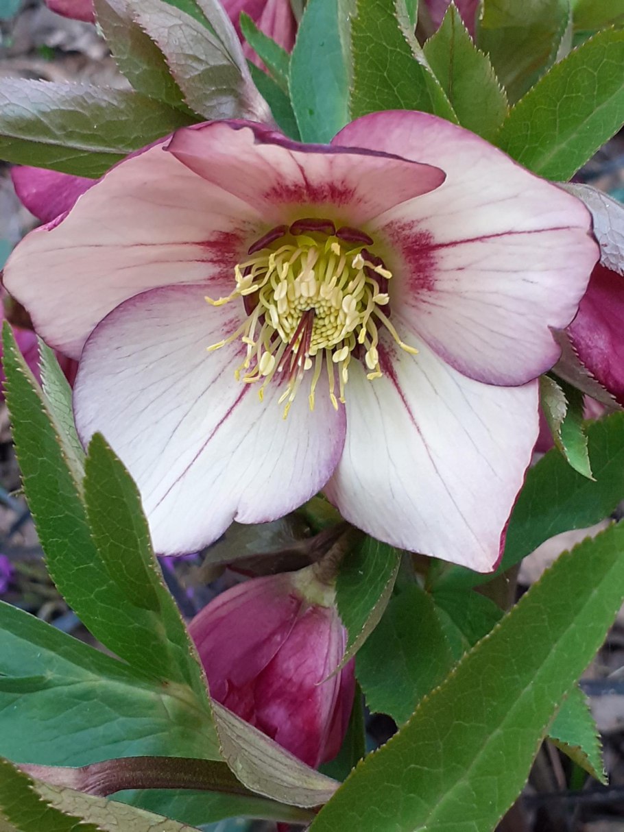 Морозник кустарник