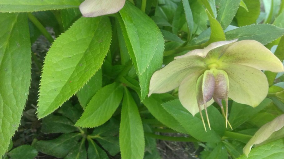 Морозник во флористике