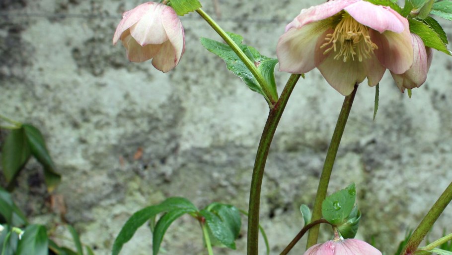 Геллеборус морозник Рождественская роза