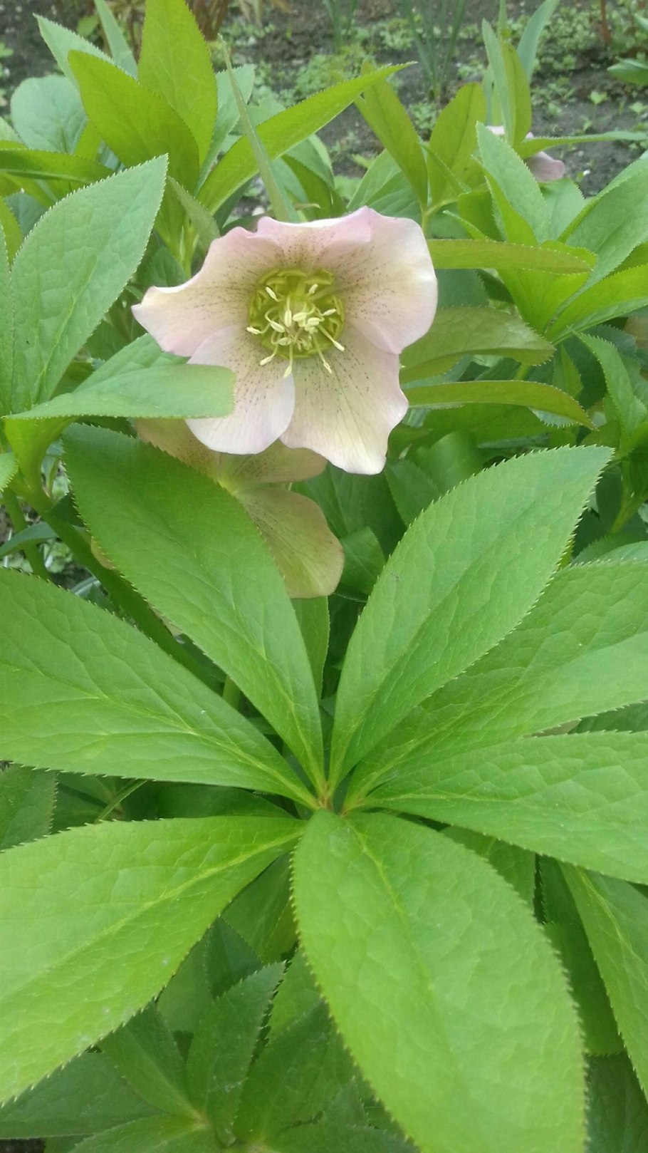 Морозник тибетский