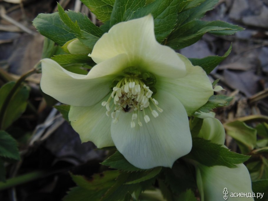 Морозник кавказский растение цветы в горах