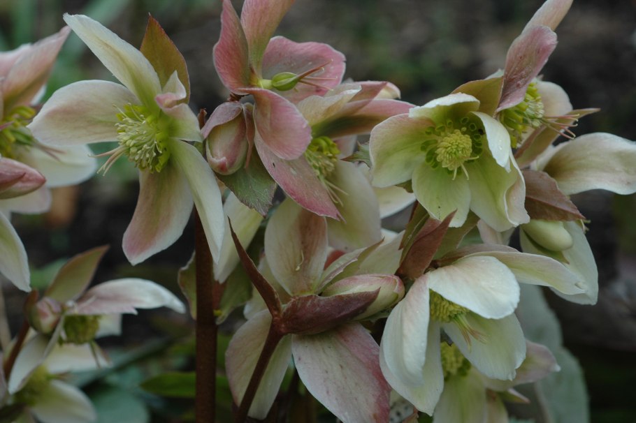 Морозник кустарниковый