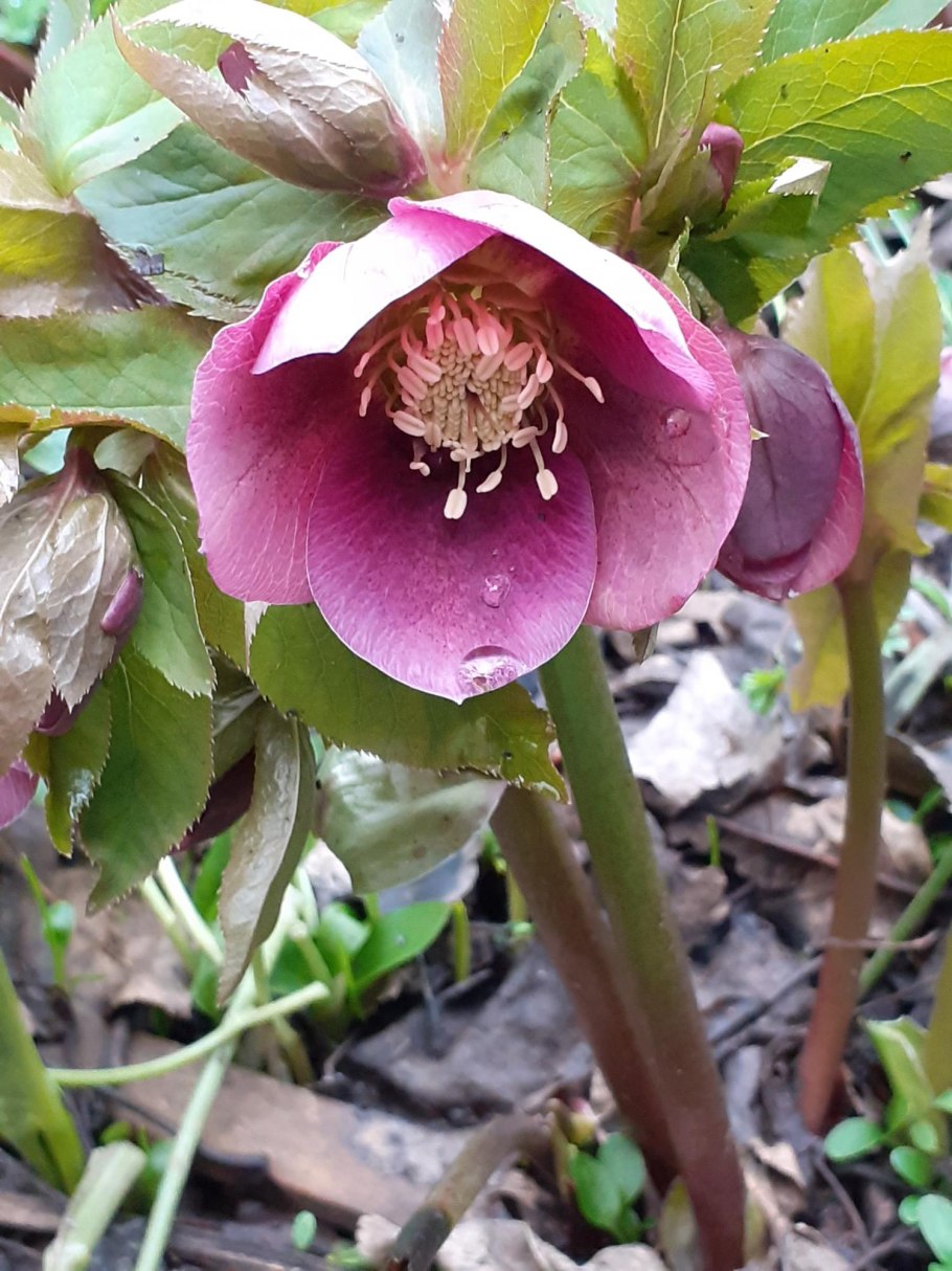 Морозник цветы многолетние