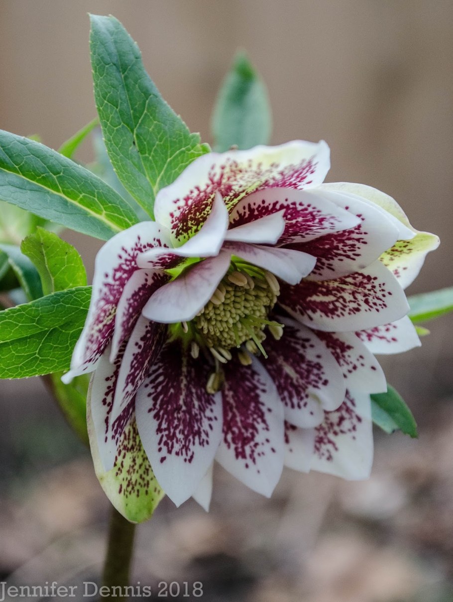 Морозник падуболистный