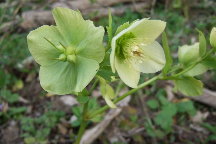 Морозник кавказский препараты в таблетках