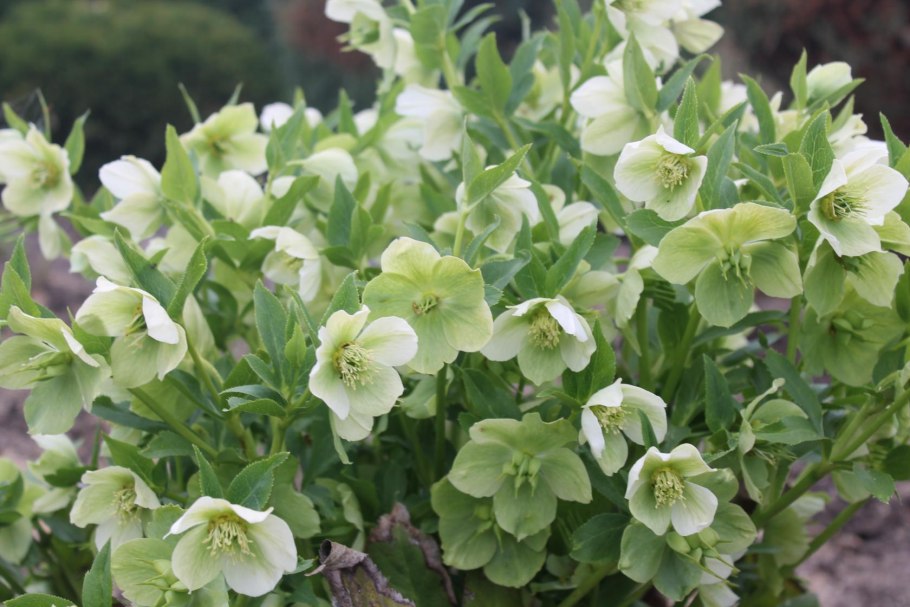 Морозник Абхазский