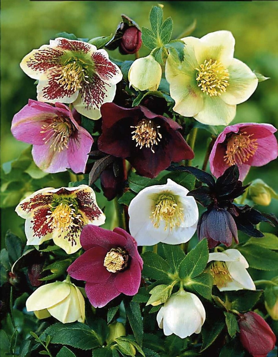 Морозник (геллеборус) черный