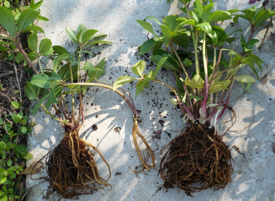 Морозник кавказский