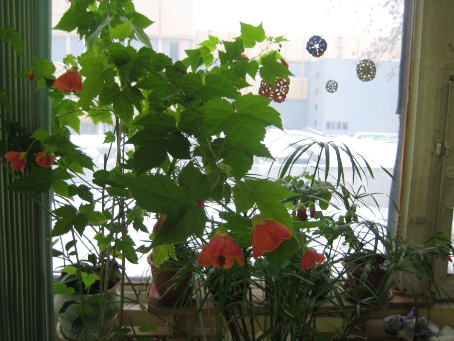 Абутилон Савицкого