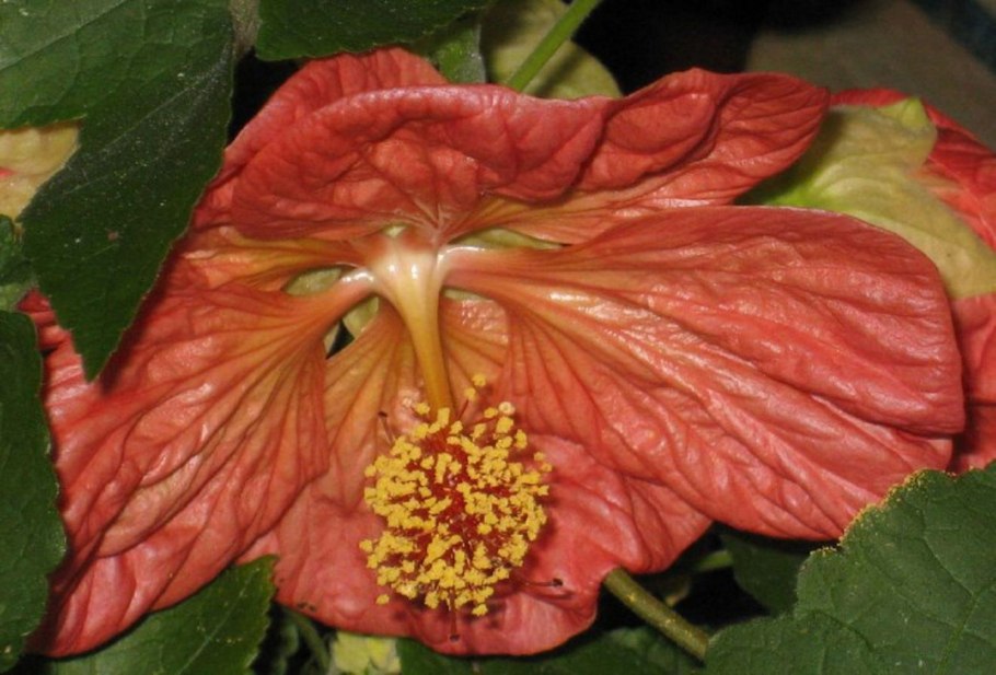 Abutilon pictum