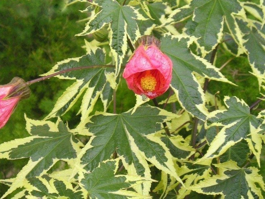 Абутилон pictum ‘thompsonii’