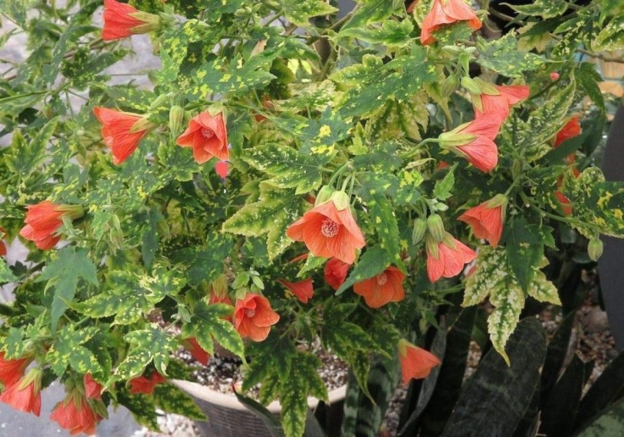 Abutilon pictum thompsonii