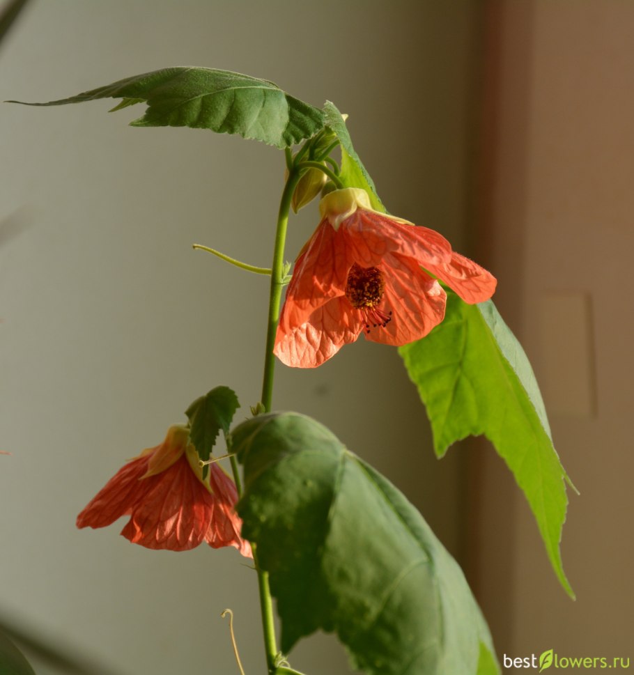 Абутилон Томпсона