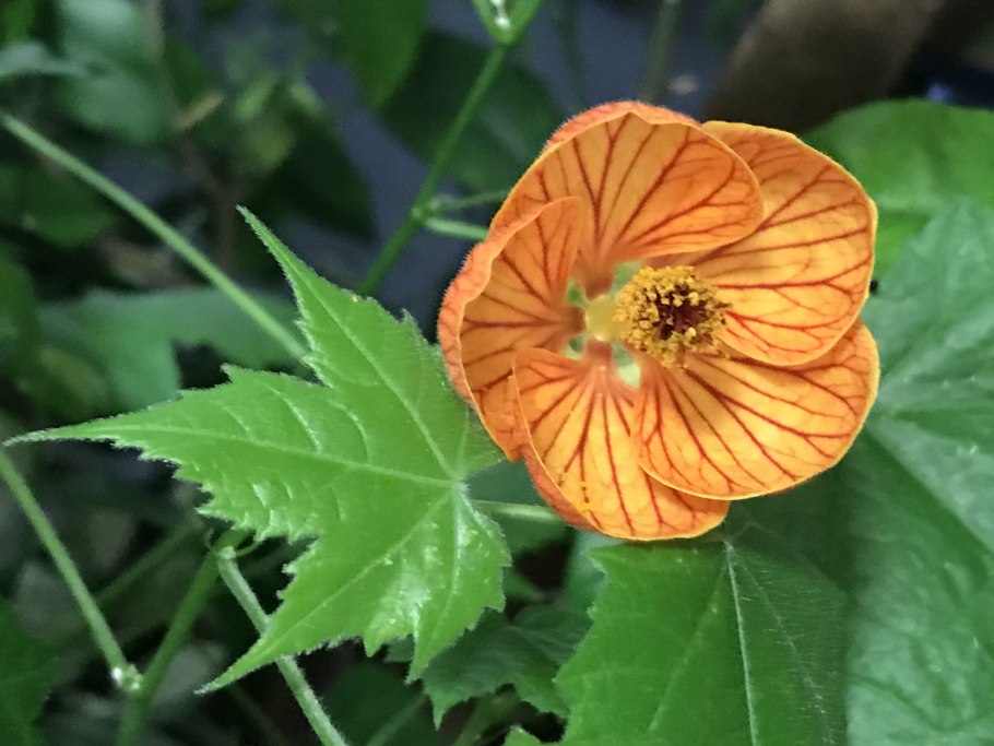 Абутилон Дарвина (Abutilon darwinii)