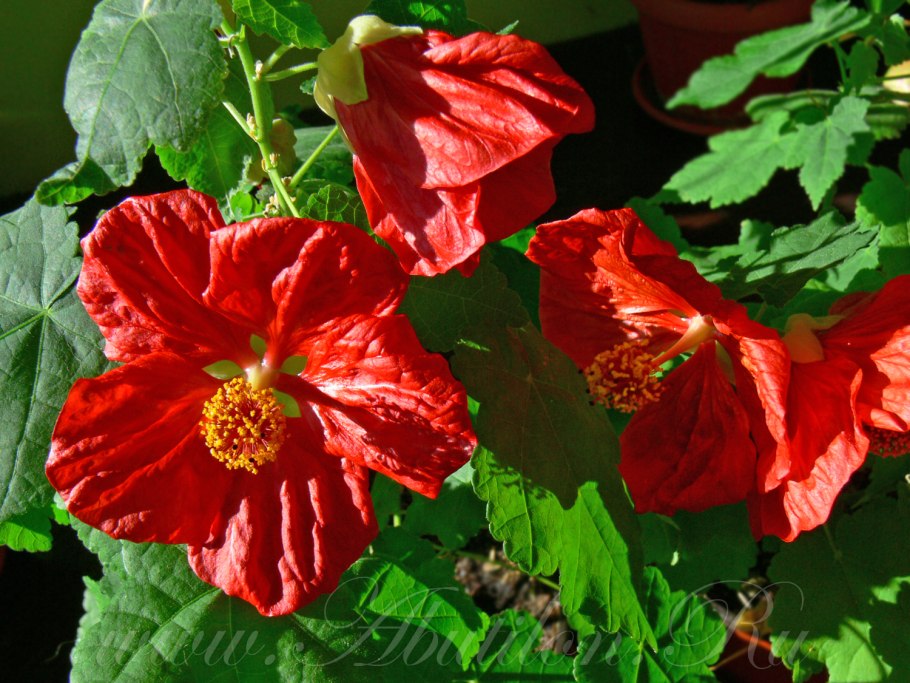 Abutilon pictum thompsonii