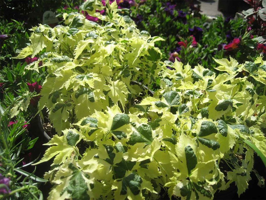 Абутилон комнатный клен