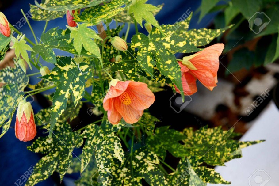 Абутилон Дарвина (Abutilon darwinii)