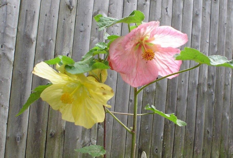 Клен бутоны