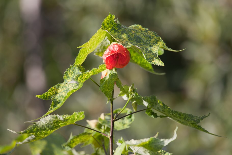 Абутилон White King