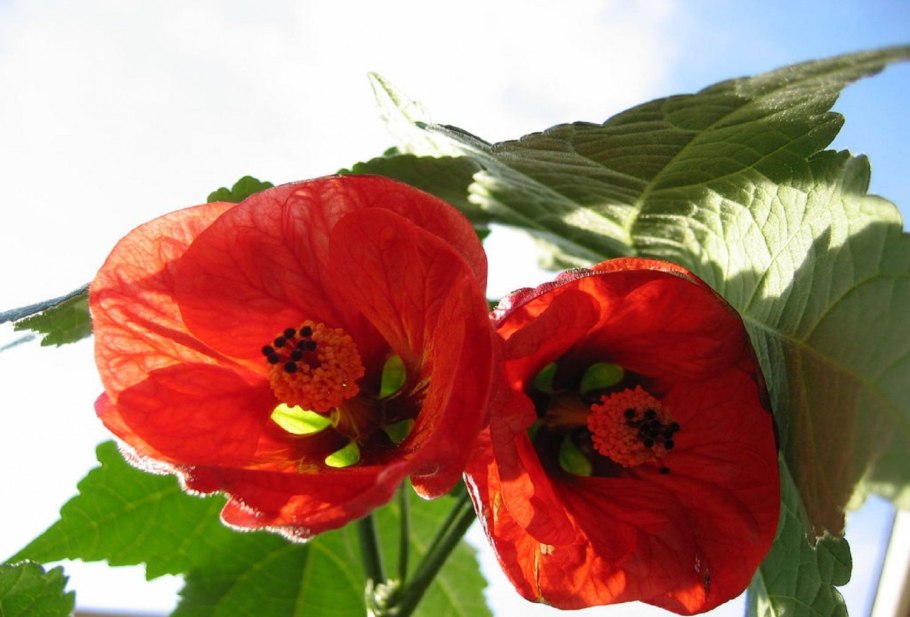 Абутилон Лилак Вондер