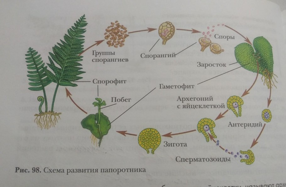 Строение споры растений