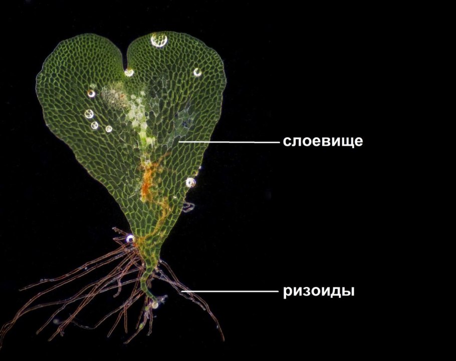Заросток папоротника строение