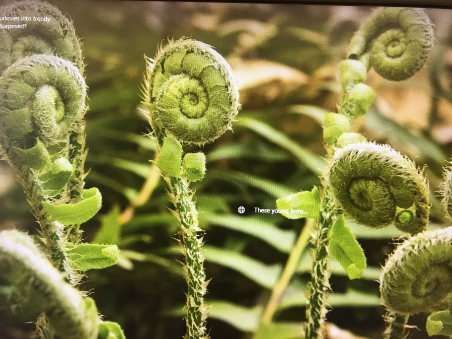 Биология 7 Сонин отдел Папоротниковидные