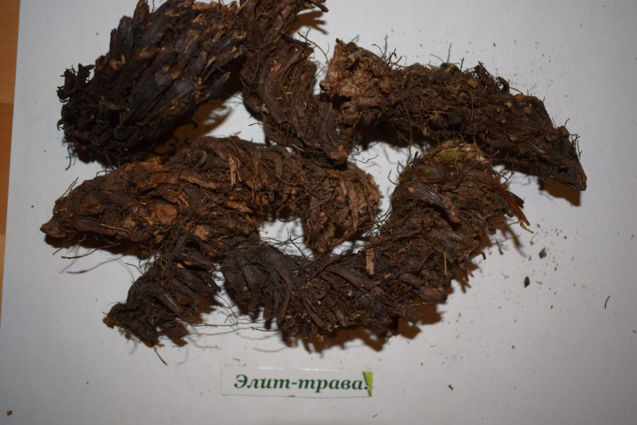 Папоротник щитовник мужской корневище