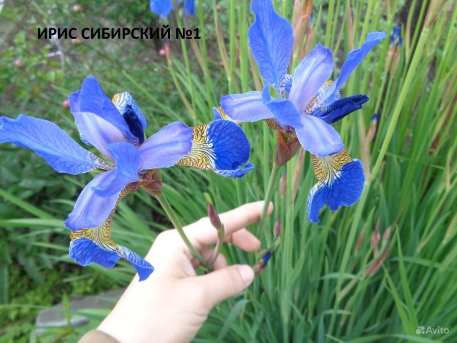 Ирис Сибирский Карриер