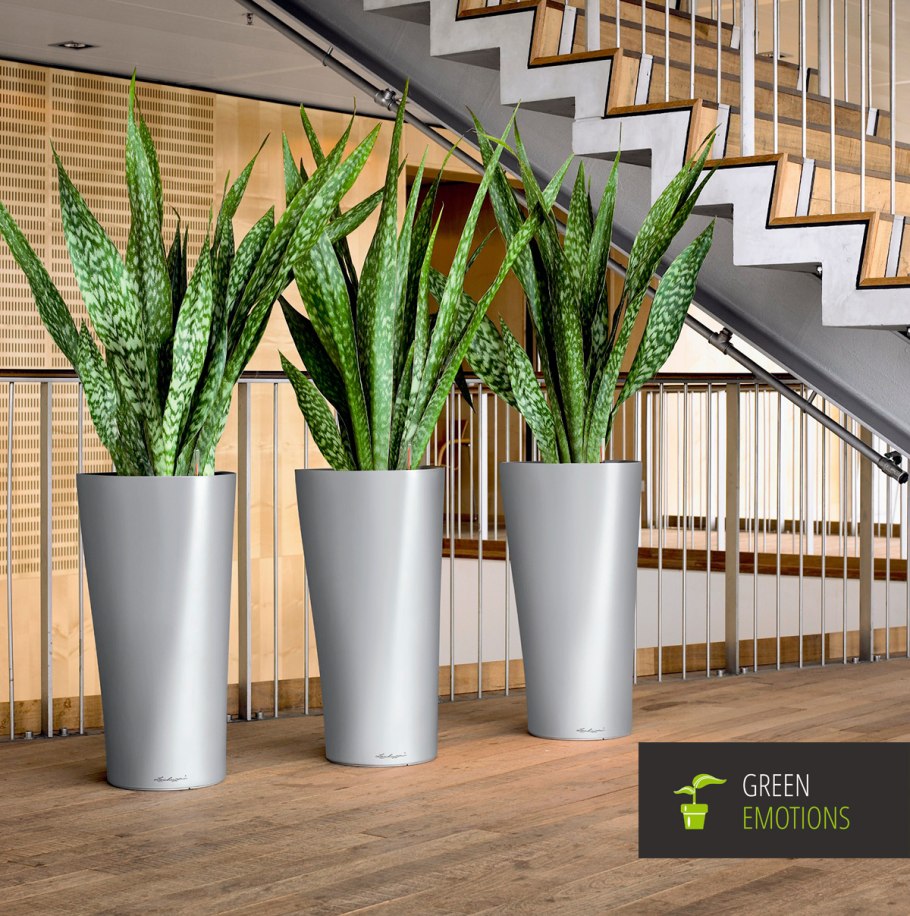 Сансевиерия Зейланика