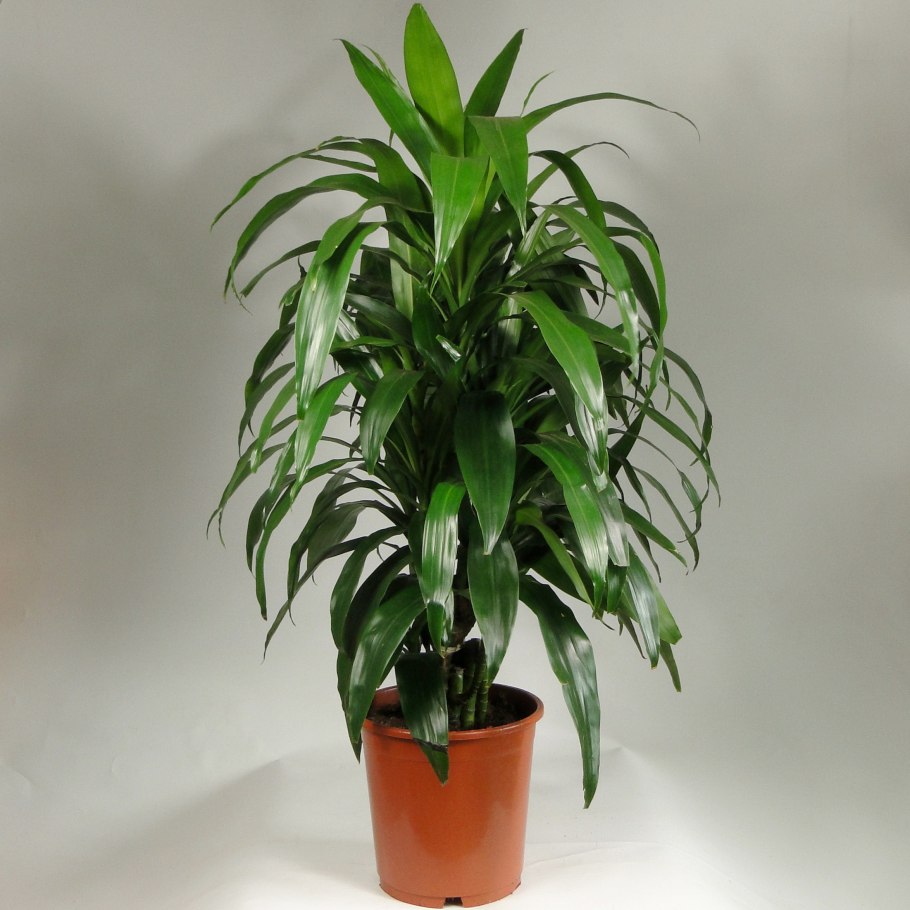 Драцена Фрагранс Джанет Крейг разветвленная